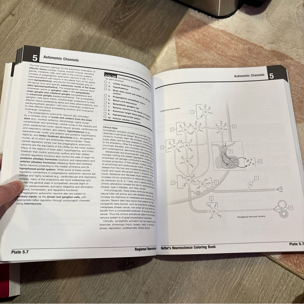 Netter’s Neuroscience Coloring Book - Picture 5 of 11